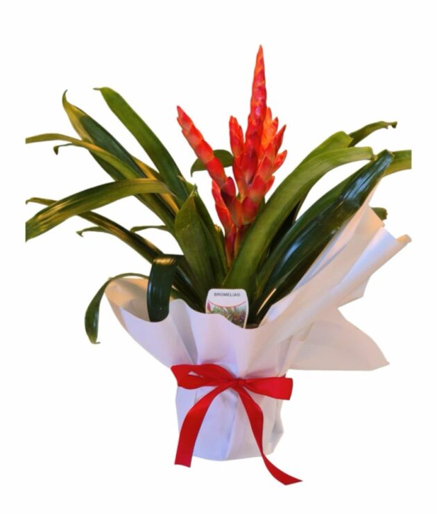 Potted Bromeliade Plant