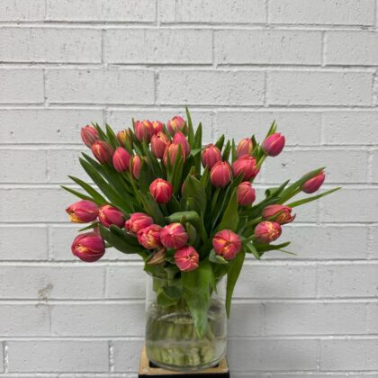 tulipa en masse